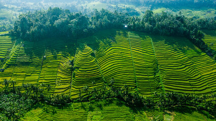 Terraced Field View From Above - obrazy, fototapety, plakaty
