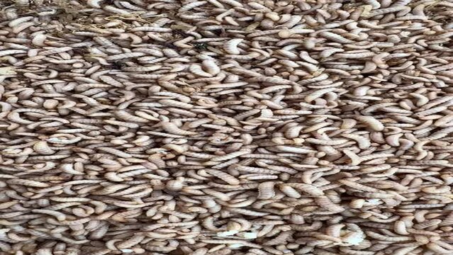 Closeup bird worm, Food for animals, insect
