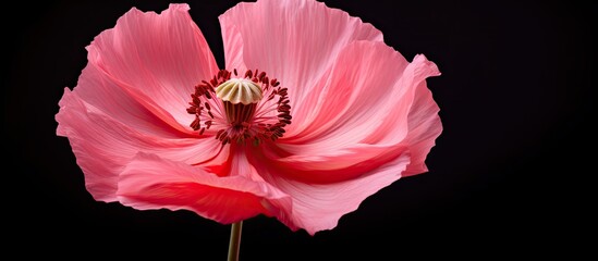 Close up image of a poppy flower in a shade of pink