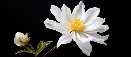 Blooming white flower