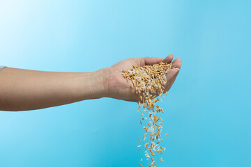 Farmer scatter Paddy white Rice grain fly in harvest field. Yellow Golden Paddy Rice falling farm, farmer scatter rice in farm by hand fingers. Blue sky background isolated freeze motion