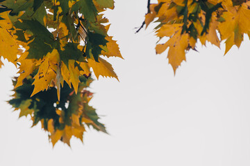 Background of plane tree leaves,Autumn concept