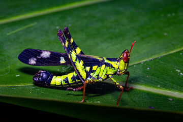 Colourful Green, Monkey grasshopper on the leaf, selective focus