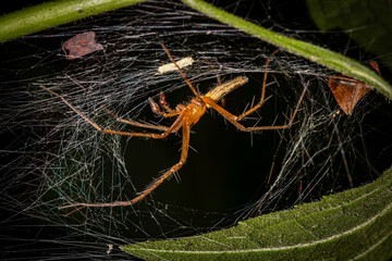 Lynx Spider hiding in the web, hunting, Selective focus