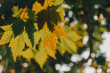 Background of plane tree leaves,Autumn concept