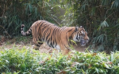 tiger in the zoo