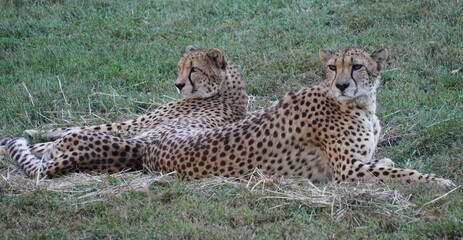 cheetahs