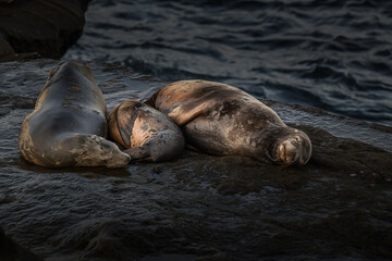 2023-10-25 THREE SEALS LYING RIGHT NEXT TO EACH OTHER SLEEPING ON THE ROCKS IN THE LA JOLLA COVE NEAR SAN DIEGO CALIFORNIA