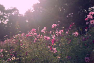 Beautiful light with pink cosmos bipinnatus flowers field