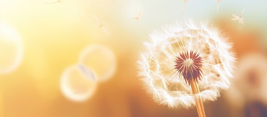 Artistic photography capturing an extreme closeup of a large dandelion on a natural backdrop creating an abstract background with dandelion flowers