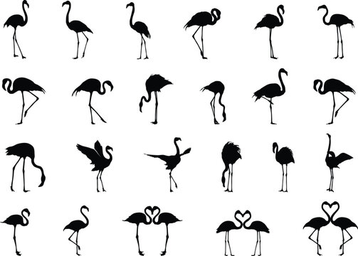 Flamingo silhouettes, Flamingo bird silhouette, Flamingo svg, Flamingo vector illustration, Flamingo clipart, Flamingo bird icon