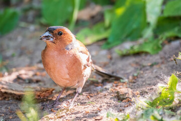Common chaffinch, Fringilla coelebs, sits on the ground in spring. Common chaffinch in wildlife.