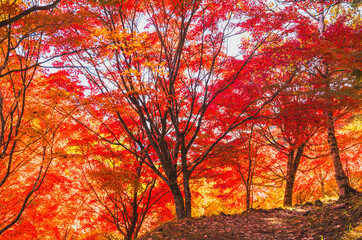 赤く染まったもみじ湖の紅葉