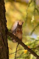 portrait of a squirrel in autumn