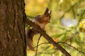 portrait of a squirrel on a tree branch