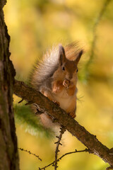 squirrel on a tree branch