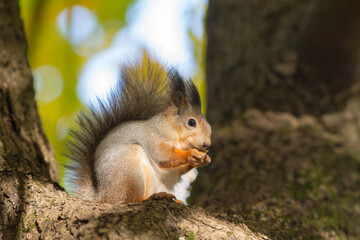 squirrel on a tree