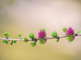 Larch tree fresh pink cones blossom at spring on nature background