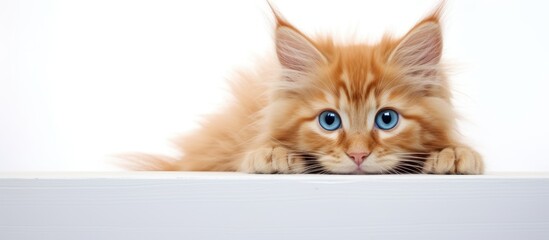 Cute main coon kitten with a lovely red coat and captivating blue eyes pictured against a pristine white backdrop