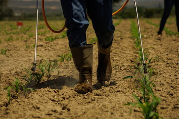 watering corn