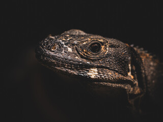 Close-up portrait of Green Iguana reptile in Costa Rica as a house pet called Marta