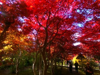 平岡樹芸センターのノムラモミジ