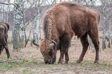 Portrait of European Bison grazing in its natural habitat in a forest preserve in Slovakia, Central Europe