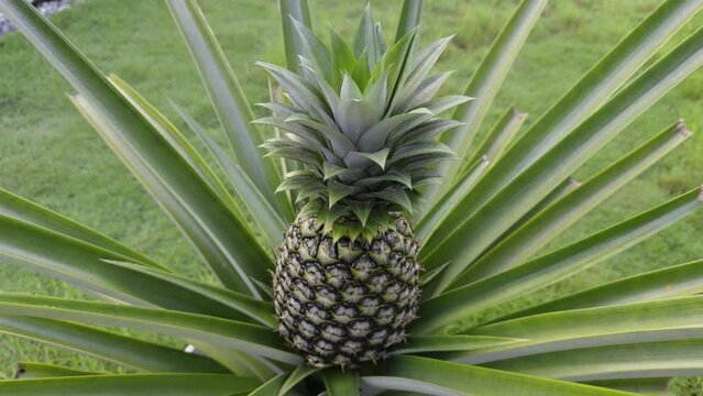 Fresh Pineapple fruit and plant - tropical sweet and sour fruit