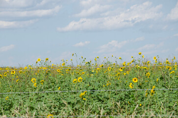 field of sunflowers