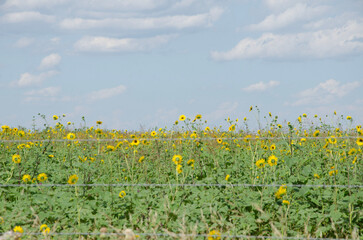 field of sunflowers