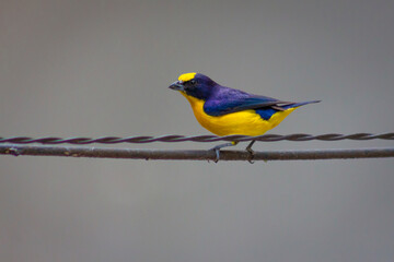 Male Euphony bird perched on a wire