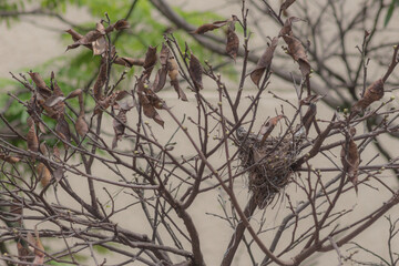 Empty bird nest on tree branches in nature 
