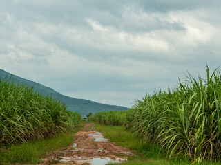 Sugarcane fields, blue sky and clear sky days in Thailand.