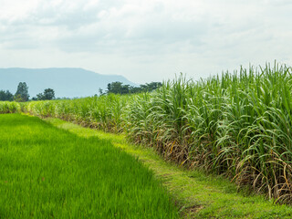 Fototapeta na wymiar Sugarcane fields, blue sky and clear sky days in Thailand.