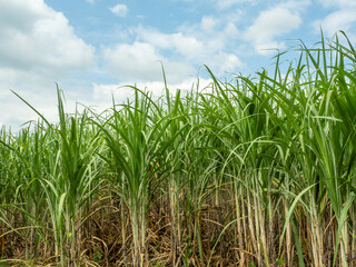 Obraz premium Sugarcane fields, blue sky and clear sky days in Thailand.