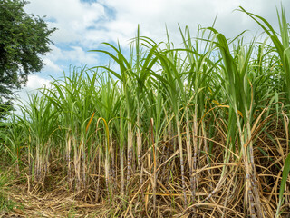 Sugarcane fields, blue sky and clear sky days in Thailand.