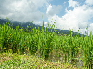 Picture of rice plants in front and blue sky.