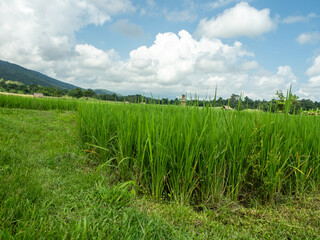 Picture of rice plants in front and blue sky.