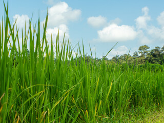 Picture of rice plants in front and blue sky.