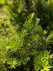 Taxus baccata close up. Green branches of yew tree(Taxus baccata, English yew