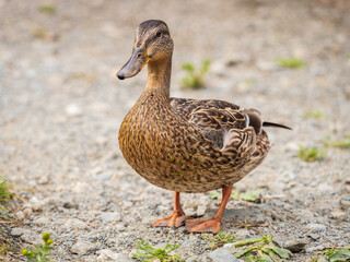 A duck female stands on its paws on the green shore of a pond.