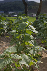 It is perilla planted in the field.