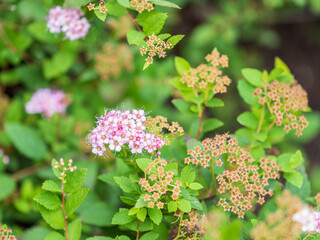 Flowers of Spiraea japonica double play pink, the Japanese meadowsweet, Japanese spiraea or Korean spiraea. It is a plant in the family Rosaceae.