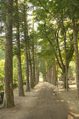 Forest and dirt road in Nami Island in summer