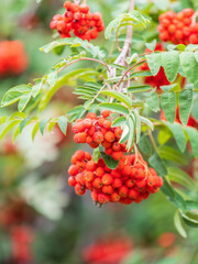 A bunch of red rowan in autumn leaves.