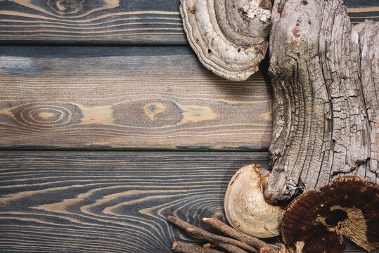 Dried forest tree branches, shelf fungus and wooden stump on the old wooden table background.