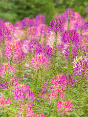 Obraz premium Group of purple and red Cleome hassleriana flowers or Spinnenblume or Cleome spinosa is on a green blurred background