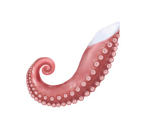 タコ足のリアルな水彩イラスト