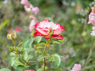 Close-up of a pink rose on green background