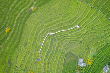 Aerial view of terrace rice field at Ban Pa Bong Piang, Chiang Mai, Thailand